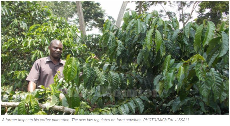 How the Uganda coffee law, source to Mutombo Coffee, will earn farmers more money - Mutombo Coffee