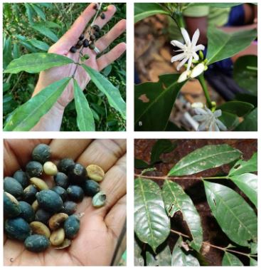 Mutombo Coffee Research: ‘Amazing’ New Beans Could Save Coffee From Climate Change - Mutombo Coffee