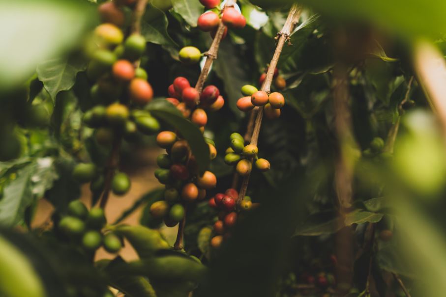 Mutombo Coffee source Kenya’s Coffee Earnings Surge In 2021 On Higher Global Prices - Mutombo Coffee