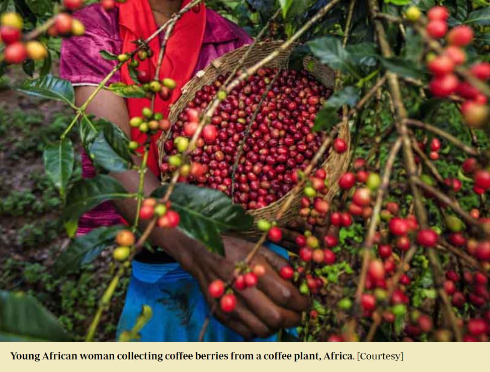 Mutombo Coffee: World coffee output falls by 14m bags as demand increases - Mutombo Coffee