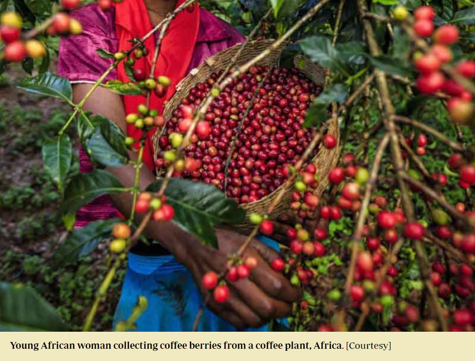 Uganda, a source of Mutombo Coffee earns exports of $657m - Mutombo Coffee